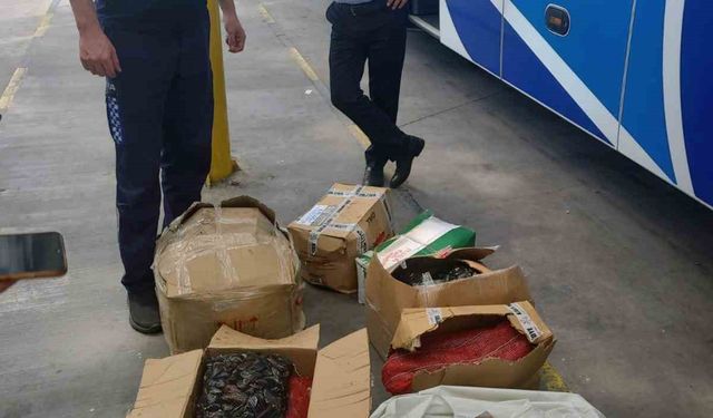 Büyükşehir zabıta ekipleri 176.5 kg midyeye el koydu