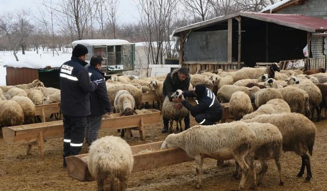 Çayırlı’da küçükbaş hayvanlarda aşılama kampanyası