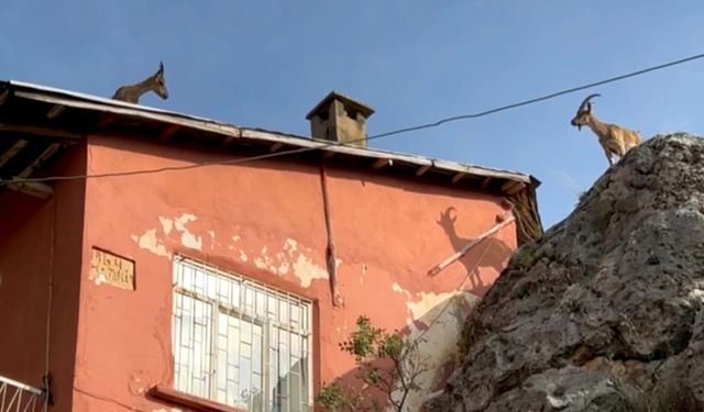 Dağ keçileri artık evlerin çatısına çıkmaya başladı