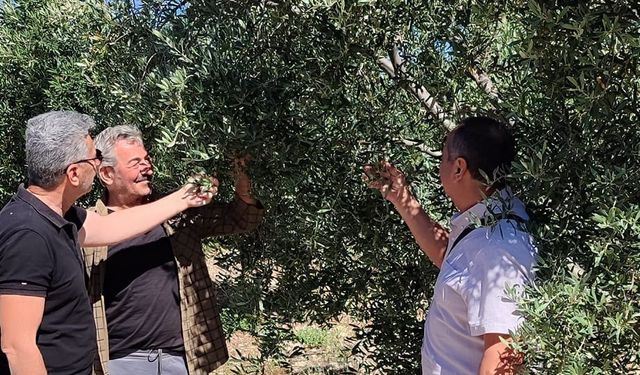 Didim’de zeytin bahçelerinin röntgeni çekildi