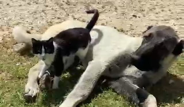 Elazığ’da kedi ile kangalın dostluğu tebessüm ettirdi