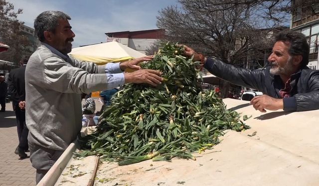 Erciş’te çiriş otu tezgahlardaki yerini aldı