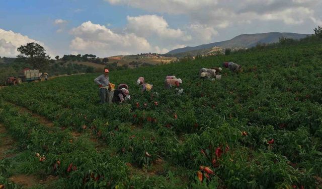 Erzincan kapya biber yetiştiriciliği yaygınlaşıyor