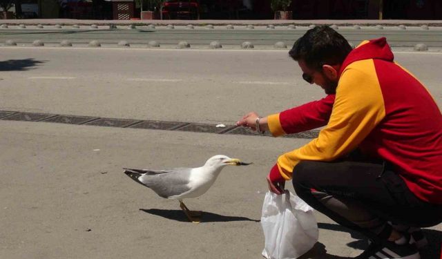 Görenler şaşırıyor: Martı ile esnafın tebessüm ettiren dostluğu