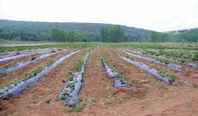 Hasadı yapılıp geliri kız öğrencilere bağışlanacaktı: Çilek tarlasını talan ettiler