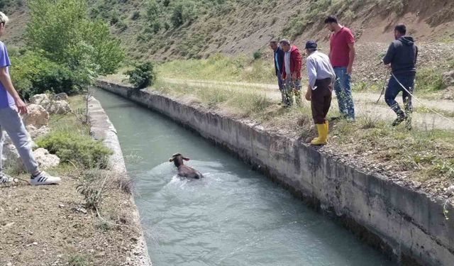 HES kanalına düşen dana uzun uğraşlar sonucu kurtarıldı