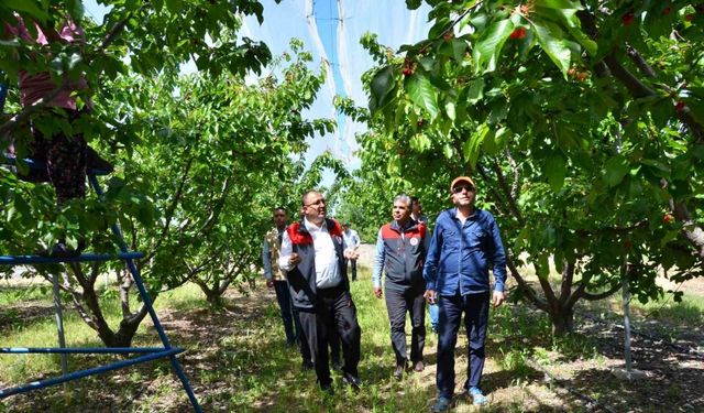 İhracatlık kiraz üretim merkezi Honaz’da bu yıl 5 bin ton rekolte bekleniyor