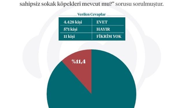 İletişim Başkanlığından sokak köpekleri kamuoyu araştırması