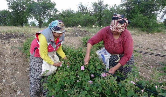 Isparta’yı bu yıl gül kokusu erken sardı