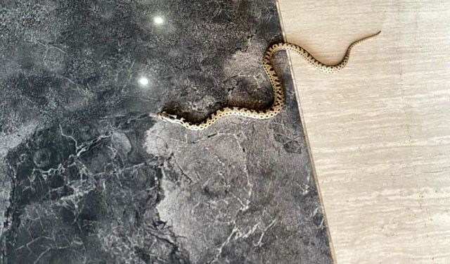 Karabük’te hava sıcaklıkları sonrası yılanlar çıkmaya başladı