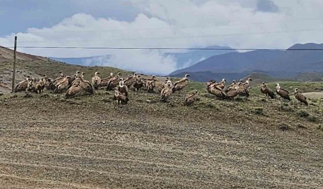 Kars-Iğdır yolunda akbaba sürüsü görüntülendi