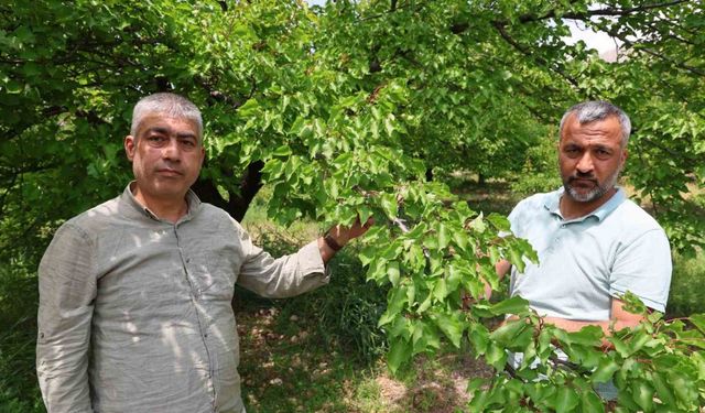 Kayısıyı ’sis’ vurdu, rekoltede yüzde 60 düşüş bekleniyor