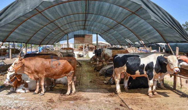 Kepez’in kurban pazarında satışlar başladı