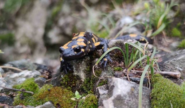 Koruma altındaki ’Benekli Semenderler’ Erzincan’da görüntülendi