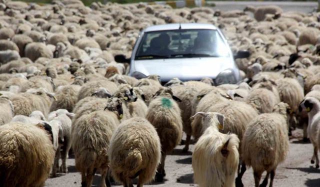 Koyun sürüsü karayoluna çıktı, sürücüler şaştı