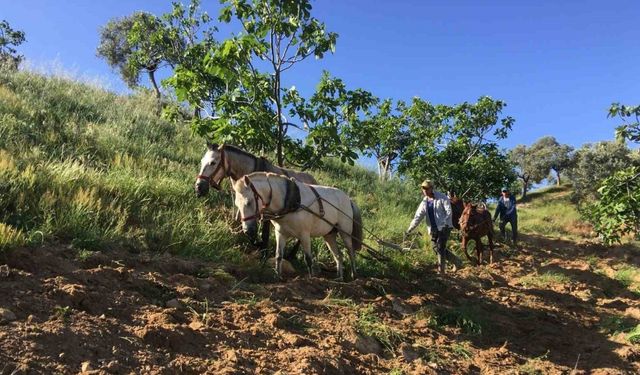 Köyünü terk etmeyen gençler günlük 3 bin liraya çalışıyor