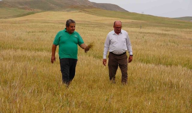 Kuraklık çiftçiyi vurdu, sararıp kuruyan ekinler hayvanlara yem olacak