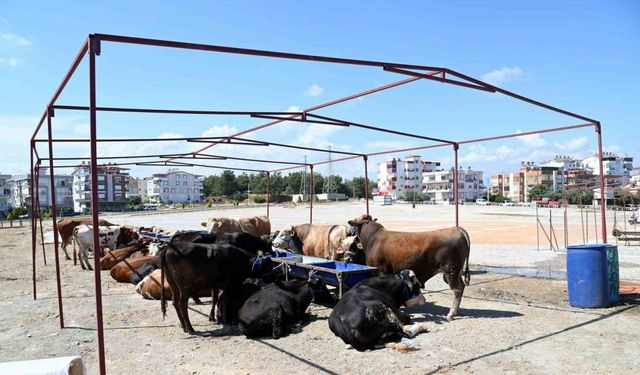 Manavgat Belediyesi Kurban Bayramı hazırlıklarını başlattı