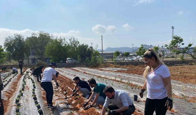 MYO’da tıbbi ve aromatik bitki bahçesi kuruldu