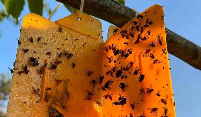 Nazillili üreticilere ’kestane gal arısı’ uyarısı