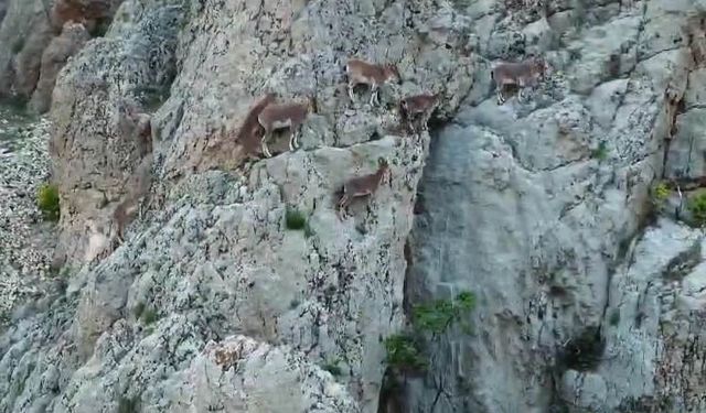 Nesli tükenme altındaki dağ keçileri, Palu Kalesi’nde dronla görüntülendi