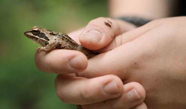 Ormanya’nın zengin biyoçeşitliliği kayıt altına alındı