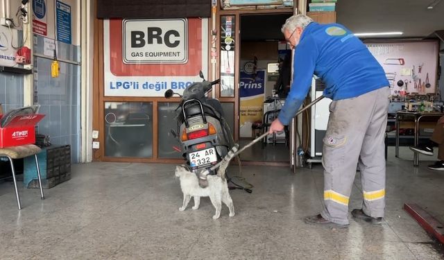 Oto tamircisinin maskotu "Paşa" fırçayı görünce dayanamıyor!