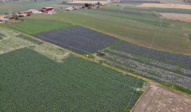 Samsun kenevir, lahana ve karnabahar üretiminde ilk sırada