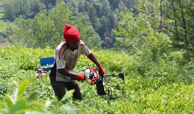 Senegalli işçiler çay hasadında