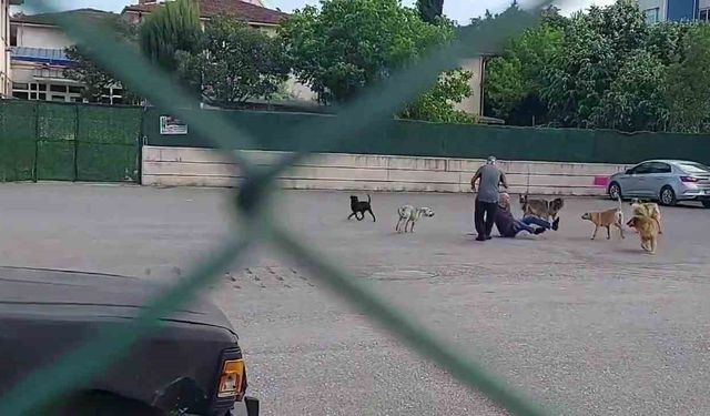 Sokak ortasında 10 köpeğin saldırısına uğradı