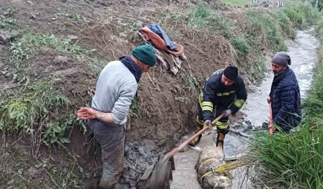 Sulama kanalına düşen koyunu itfaiye kurtardı