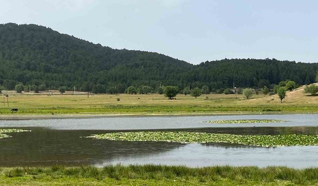 Süleymanlı Yayla Gölünde nilüfer şöleni başladı