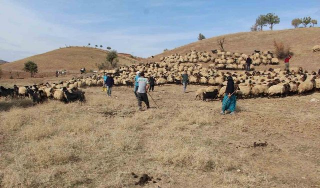 Tarım Müdürlüğü ekipleri, Kemah’ta küpeleme ve aşılama çalışması yaptı