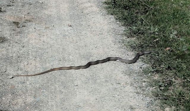 Taşköprü’de sürekli görülen yılanlar tedirgin ediyor