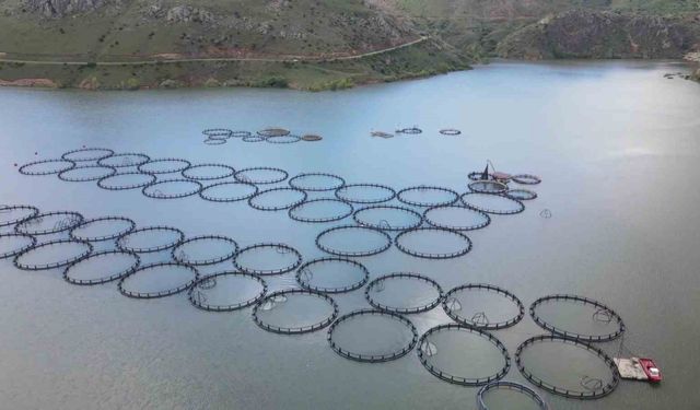 Tercan Barajı’nda 150 kafeste üretim yapılıyor