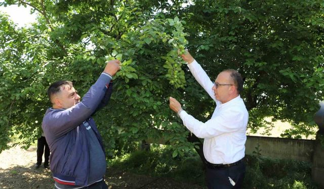 Turgutlu Belediyesi ‘En güzel erik’ yarışması düzenliyor