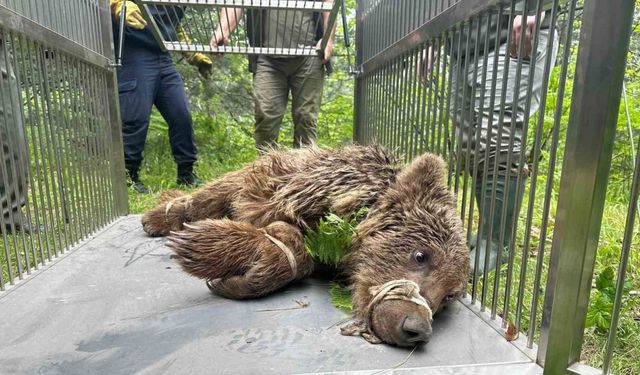 Uludağ’da operasyonla kurtarılan ayı Karacabey ayı barınağına götürüldü