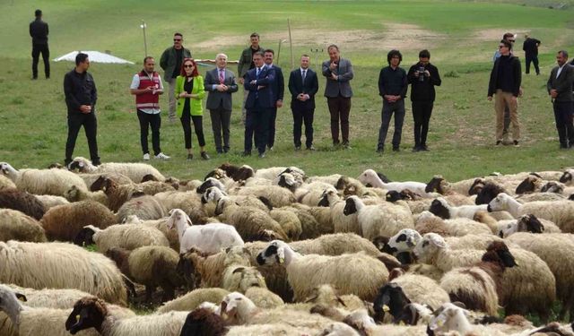 Van Valisi koyunlarla kuzuların renkli buluşmasını izledi