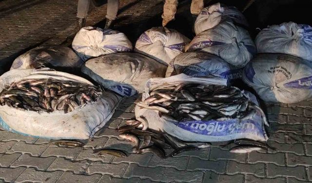 Van’da 1 ton 800 kilo kaçak avlanılan inci kefali ele geçirildi