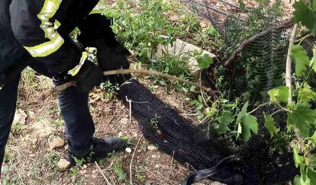 Yayladağ’da itfaiye ekipleri ağlarda mahsur kalan yılanı kurtardı