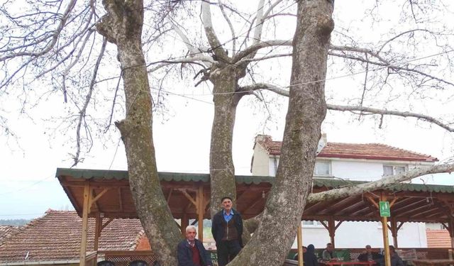 Yeniceköy’deki 250 yıllık çınar ağacı ilgi odağı
