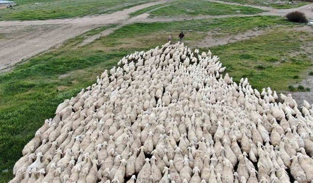 Yerli ‘Kangal akkaraman’ koyununda iyi bakım doğum oranını arttırdı