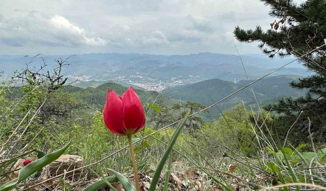 Yılda 15 gün görülen ‘dağ lalesi’ görsel şölen oluşturuyor