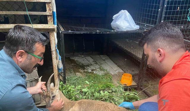 Yol kenarında bulunan yaralı yaban keçisi tedavi için Kars’a sevk edildi