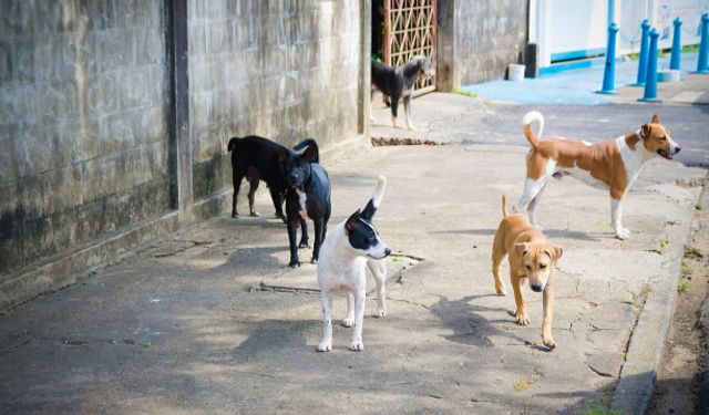 Sokak hayvanları için yeni düzenlemeler