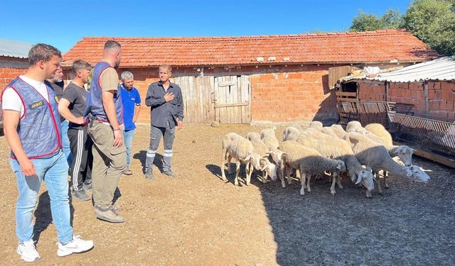 Balıkesir'de ağıldan 16 koyun hırsızlığının 2 şüphelisi yakalandı