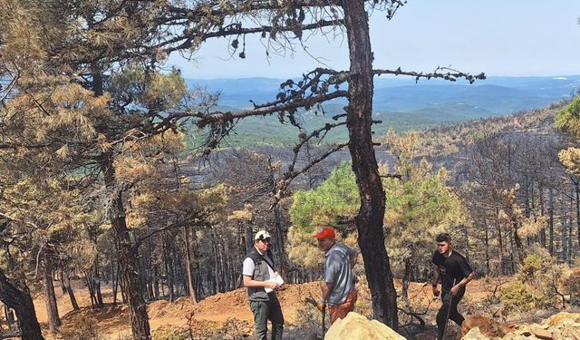 Bursa'da çıkan orman yangınında 96 hektar ormanlık alan zarar gördü