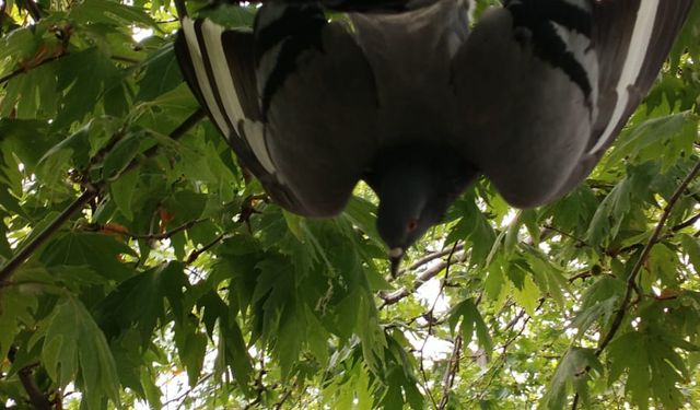 Çınarcık’ta ağaçta ayağına takılan misina nedeniyle mahsur kalan güvercini itfaiye kurtardı