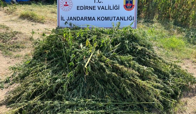 Edirne'de evinin bahçesinde Hint keneviri yetiştiren şüpheli yakalandı