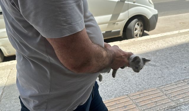 Edirne'de kedi yavrusu, motor bölümüne girdiği araçların sahiplerine zor anlar yaşattı